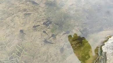 湖水小溪旅行拍摄小蝌蚪视频的预览图